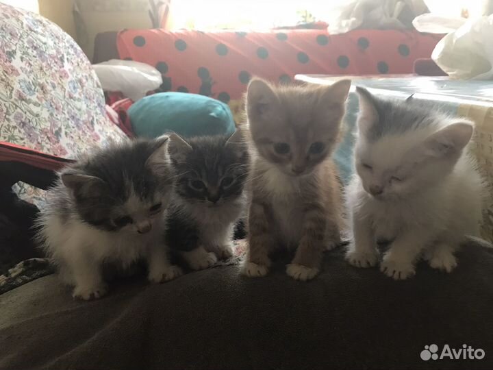 Котята в добрые руки
