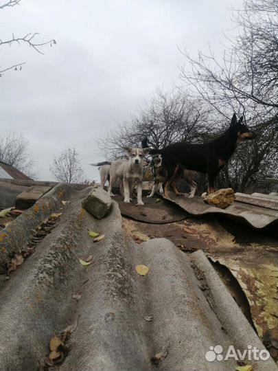 Sosщенки в хорошие руки