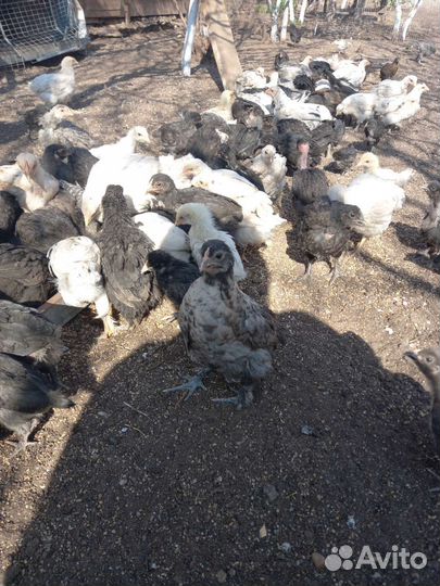 Куры молодки