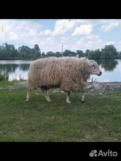 Овцы Бараны ягнята южная мясная тексель