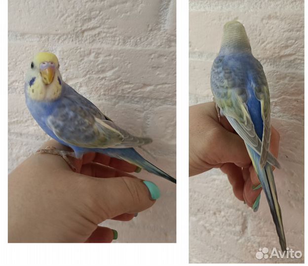 Радужные самочки. 45 дней