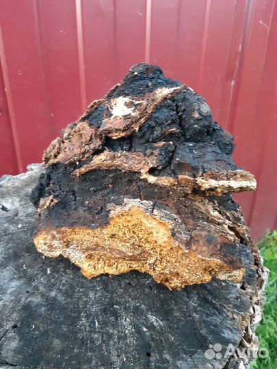 Грибы опята красноголовики