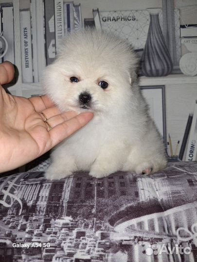 Щенки шпица