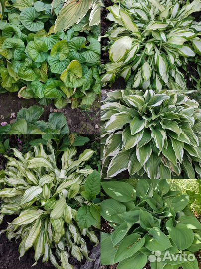 Многолетние садовые растения