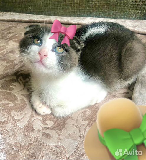 Котенок девочка в добрые руки