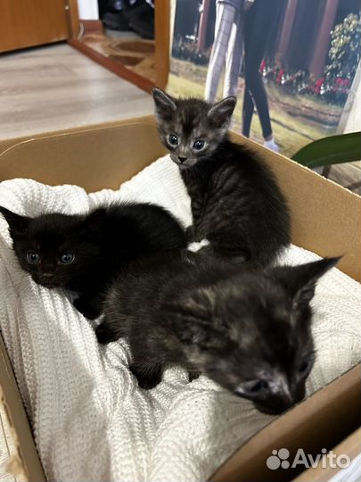 Котята в добрые руки даром девочка