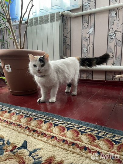 Кошки в добрые руки бесплатно