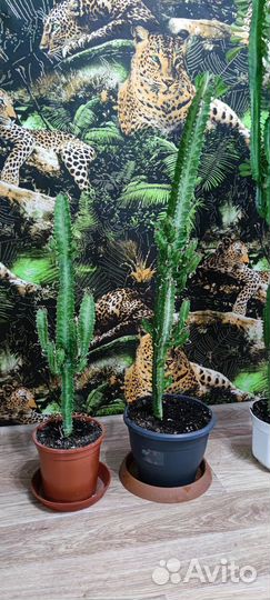 Молочай, китайская роза(гибискус) и другие