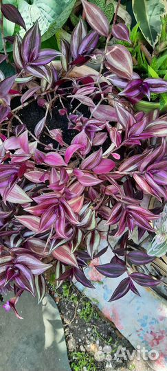 Традесканция зебрина