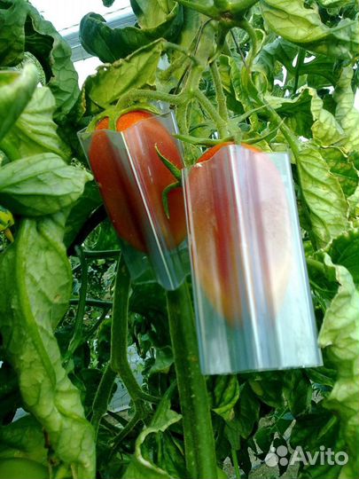 Форма для выращивания овощей - сердце и звезда