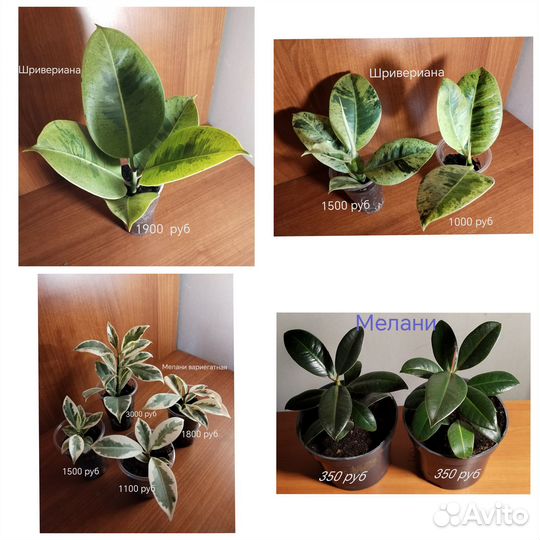 Сортовые фикусы