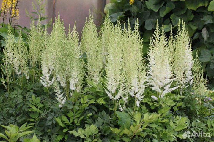 Многолетники для тенистого сада