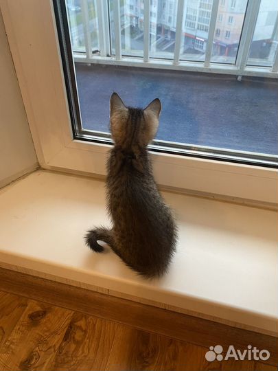 Котенок