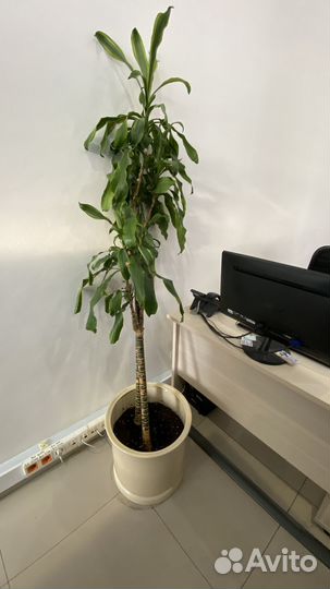 Драцена фрагранс, Шефлера вариегатная