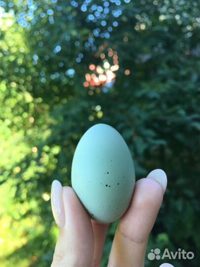 Яйцо инкубационное перепелов разных пород