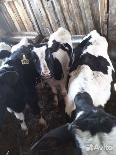 Телята бычки