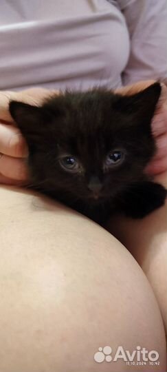 Котята в добрые руки 2,5месяц