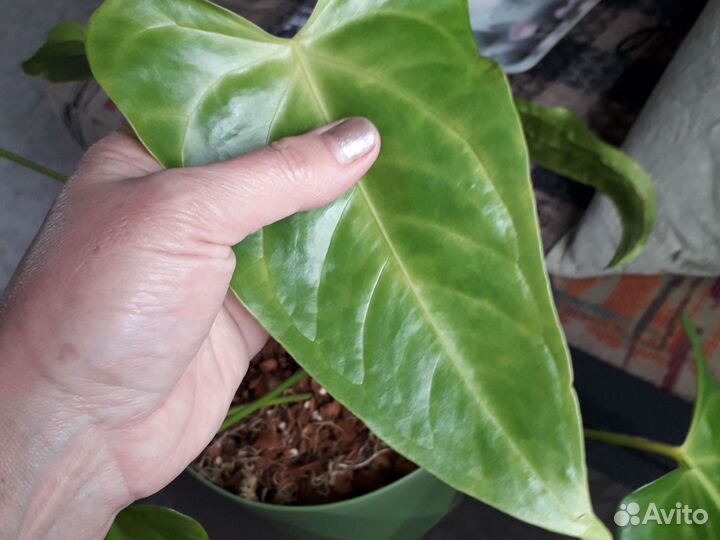 Продам большой антуриум
