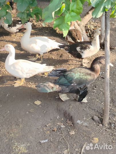 Мускусные утки индоутки