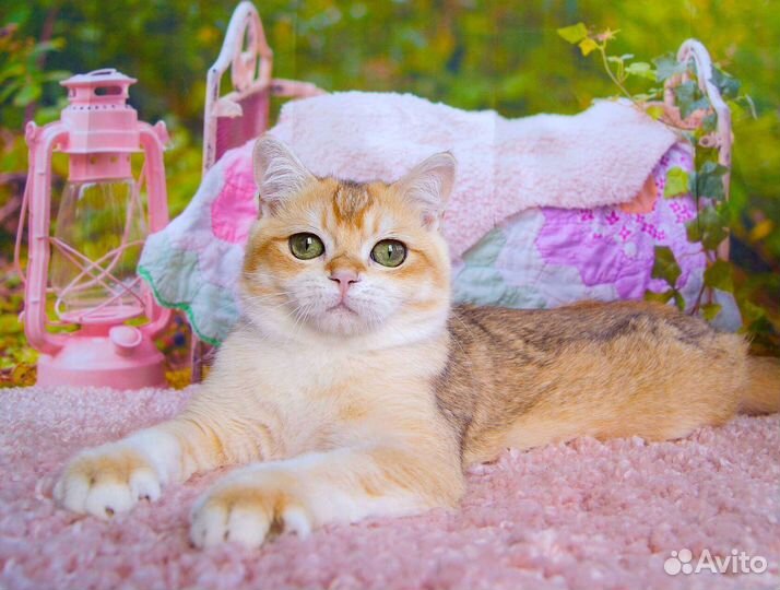 Британский котик ny12
