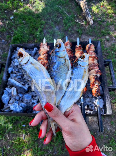 Вяленая Астраханская Вобла