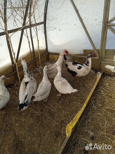 Индоутки тяжелой линии