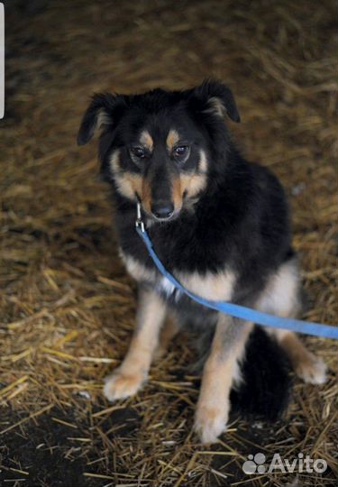 Собака красивая в дар