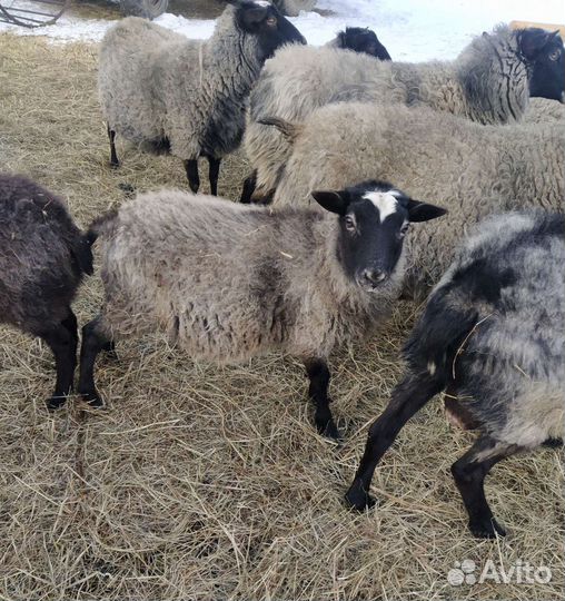 Овцы Бараны
