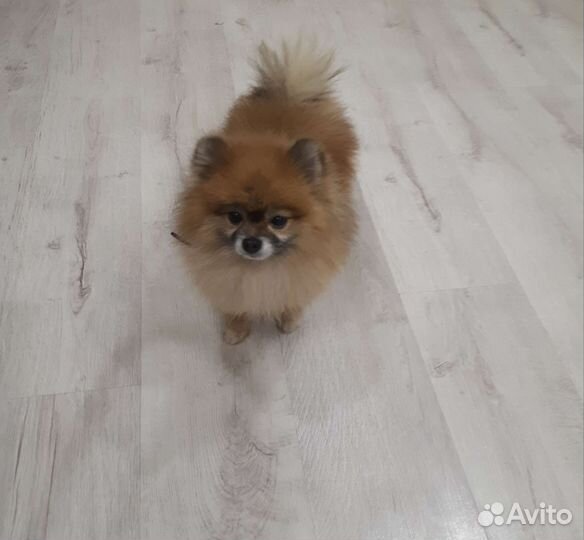 Шпиц для вязки