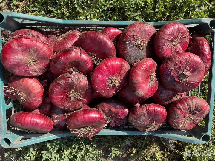 Ялтинский лук