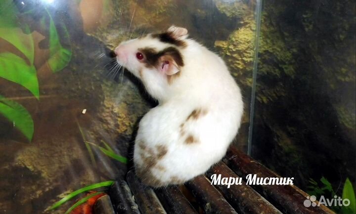 Более 10 разных окрасов хомяк видео