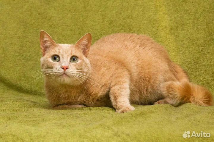 Рыжее солнышко Ричик ищет дом