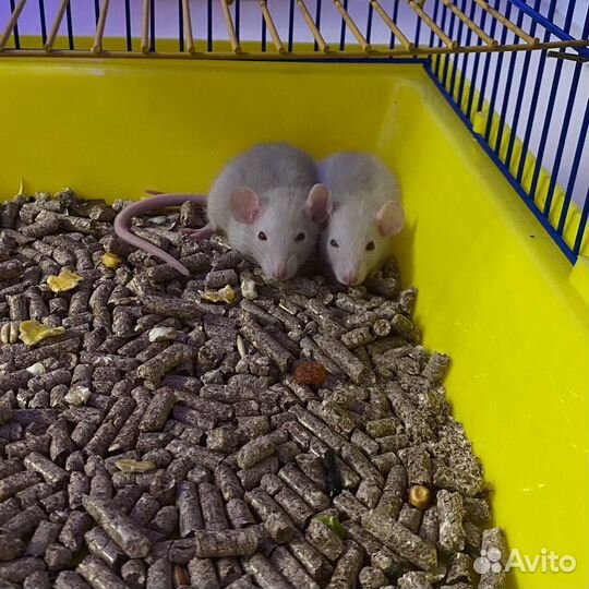 Крыса альбинос