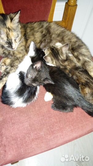 Котята в добрые руки бесплатно