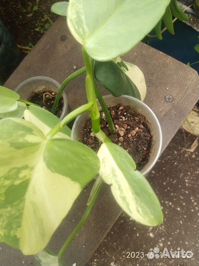 Филодендрон Виолин голд вариегатный Bipennifolium