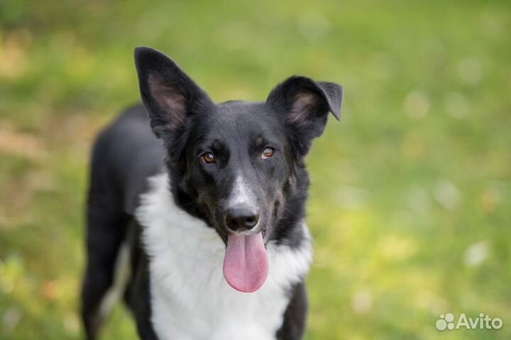 Собака мальчик Рик 2 года ищет дом