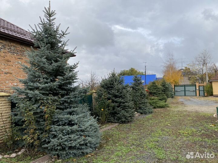 Продам ёлки