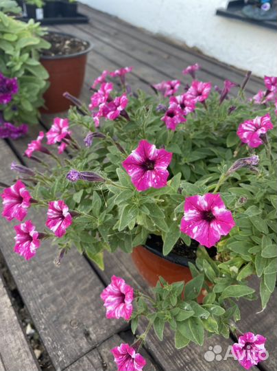 Петуния ампельная рассада