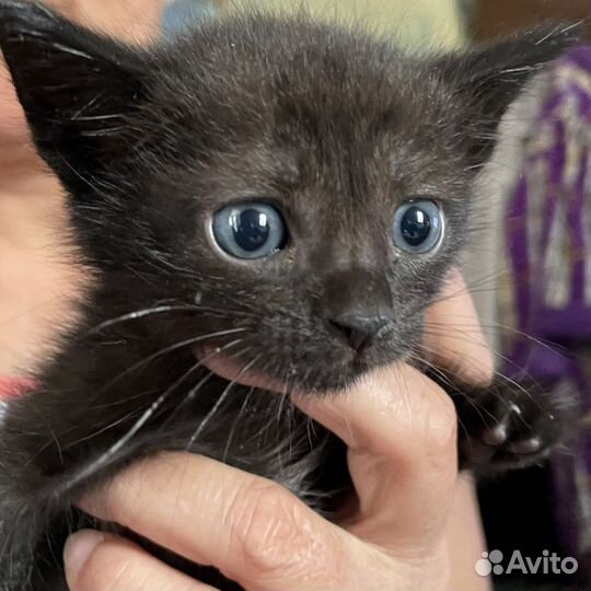 Милые котята