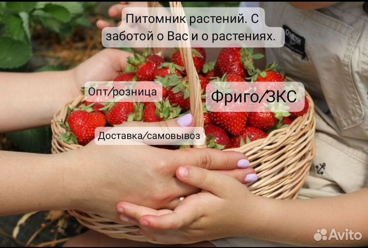 Саженцы клубники