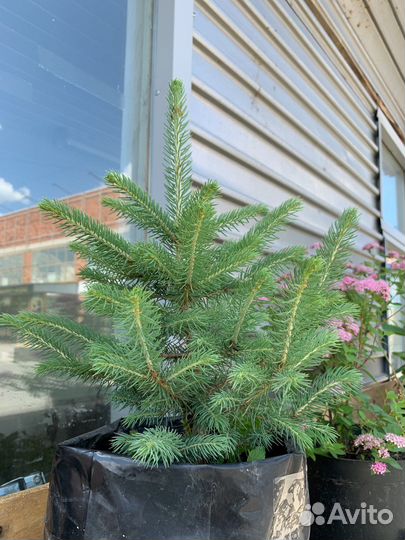 Саженцы ель голубая