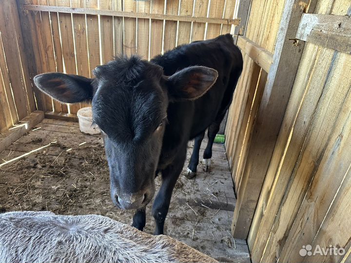 Телка и бычок