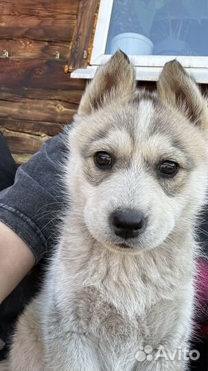 Отдам щенка