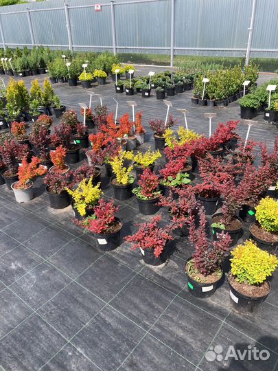 Хвойные декоративные растения