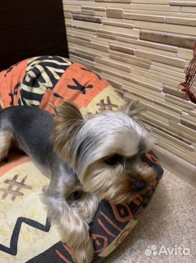 Йоркширский терьер