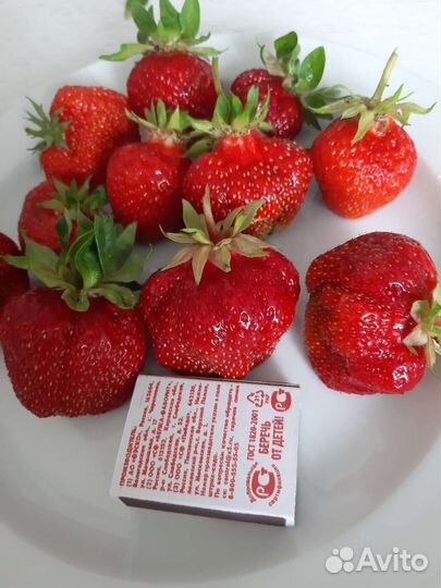 Рассада клубники Фестивальная