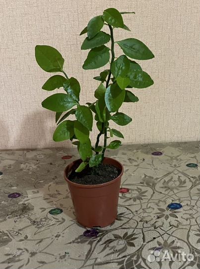 Педилантус