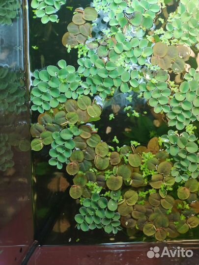 Улитки и растения аквариумные