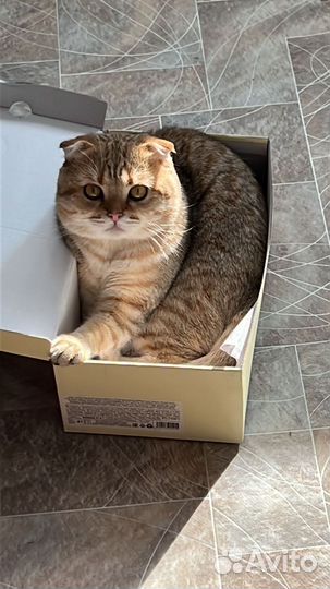 Шотландский кот вязка