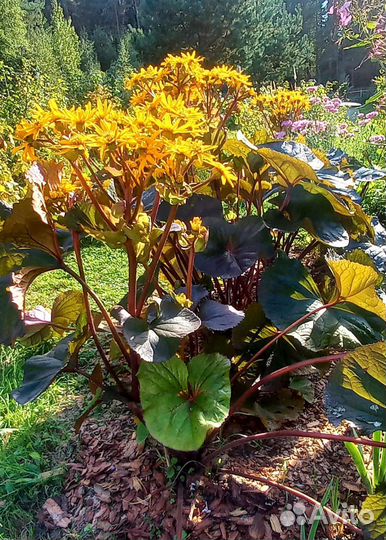 Бузульник зубчатый «Britt-Marie Crawford»